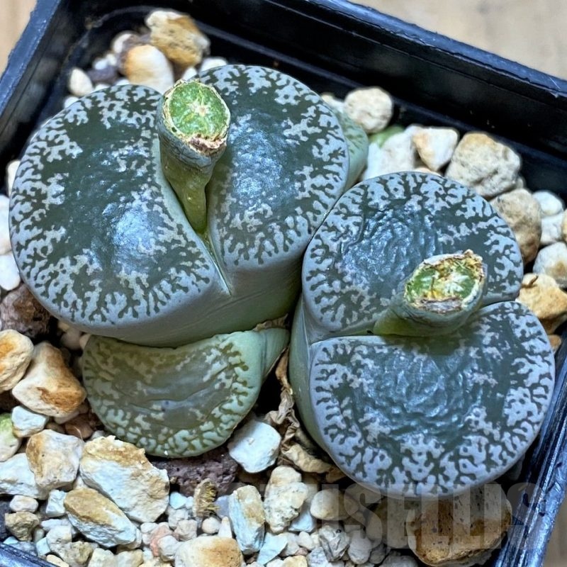 SH4344 Lithops lesliei v. maraisii