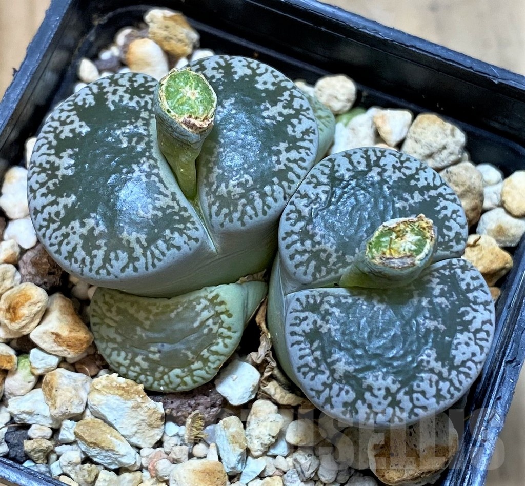 SH4344 Lithops lesliei v. maraisii