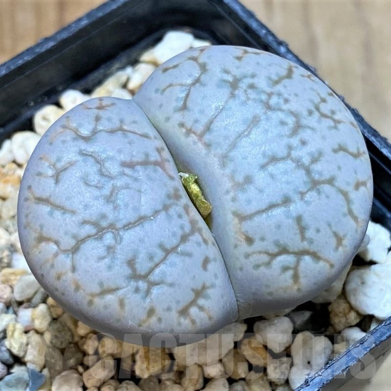 SH5072 Lithops pseudotruncatella