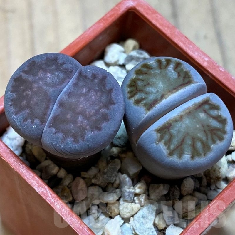 SH5374 Lithops julii 'Kikushogyoku', Lithops salicola ‘Sato’s Violet’ hybrid