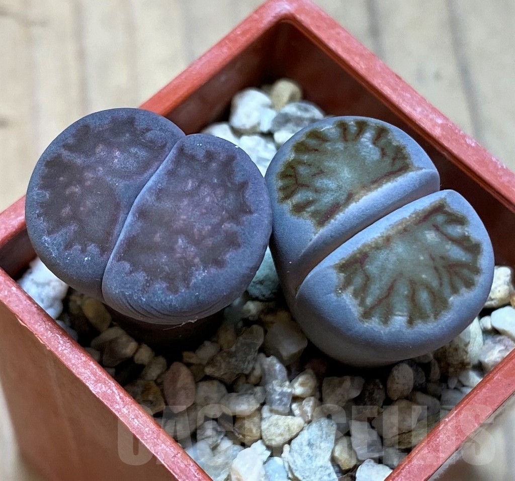 SH5374 Lithops julii 'Kikushogyoku', Lithops salicola ‘Sato’s Violet’ hybrid
