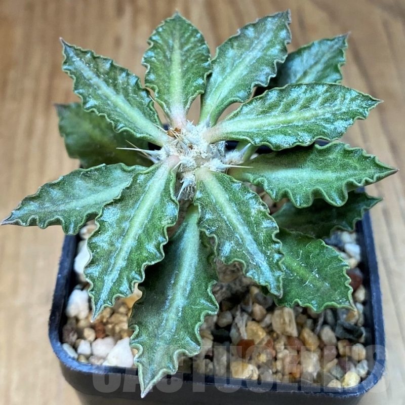 SH4999 Euphorbia tulearensis
