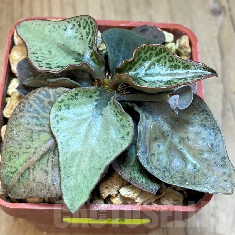 SH5926 Euphorbia francoisii hybrid