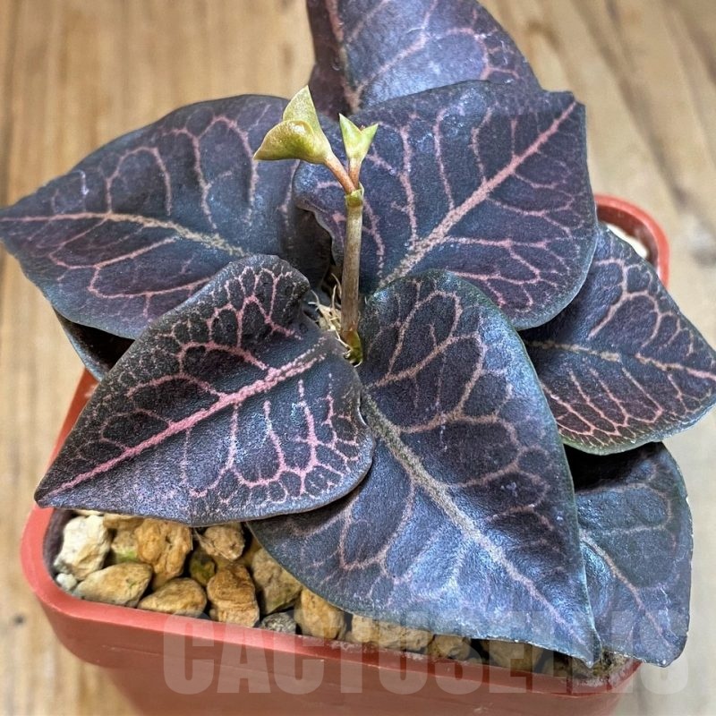 SH5923 Euphorbia francoisii hybrid