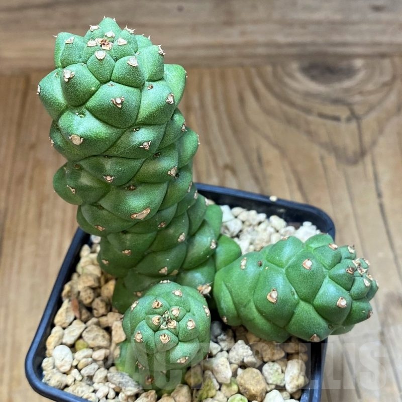 SH5954 Monadenium ritchiei v. nyambense