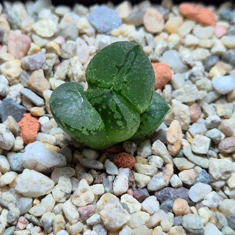 VVG4236 Haworthia comptoniana 'Corn Poppy' - Obrázek 2