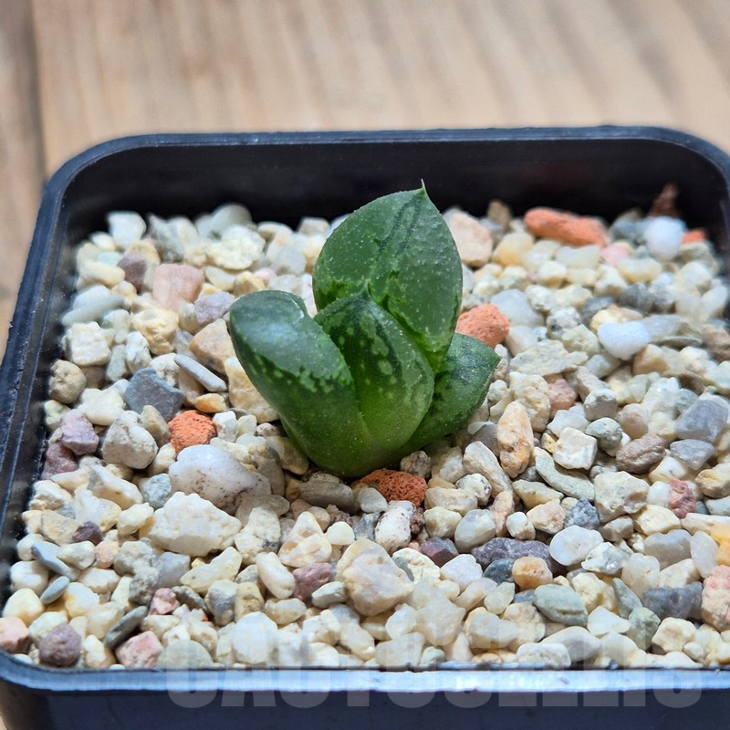 VVG4236 Haworthia comptoniana 'Corn Poppy' - Obrázek 3