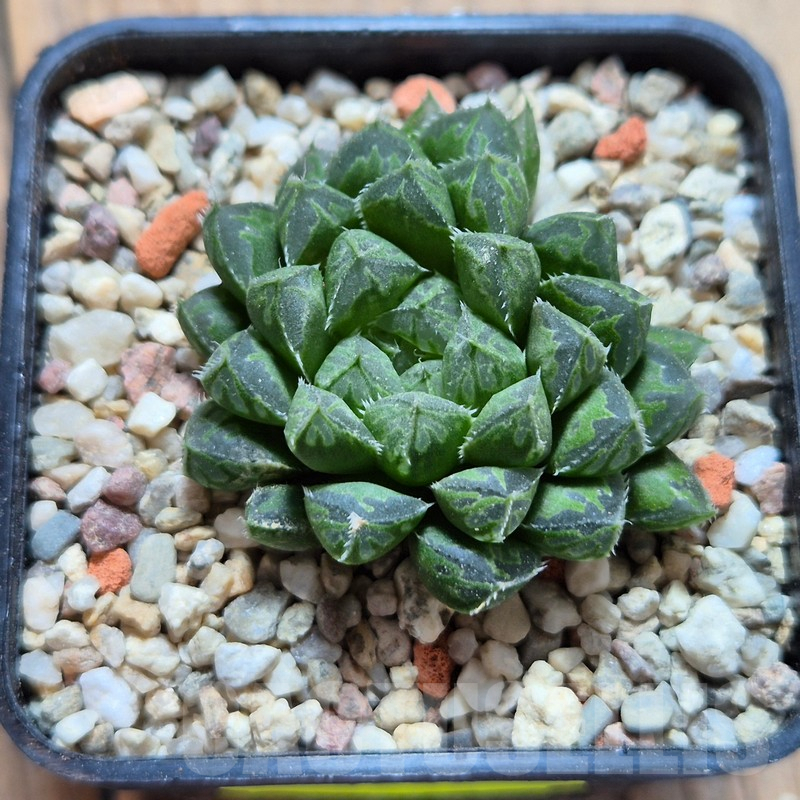 VVG4238 Haworthia cooperi hybrid - immagine 2