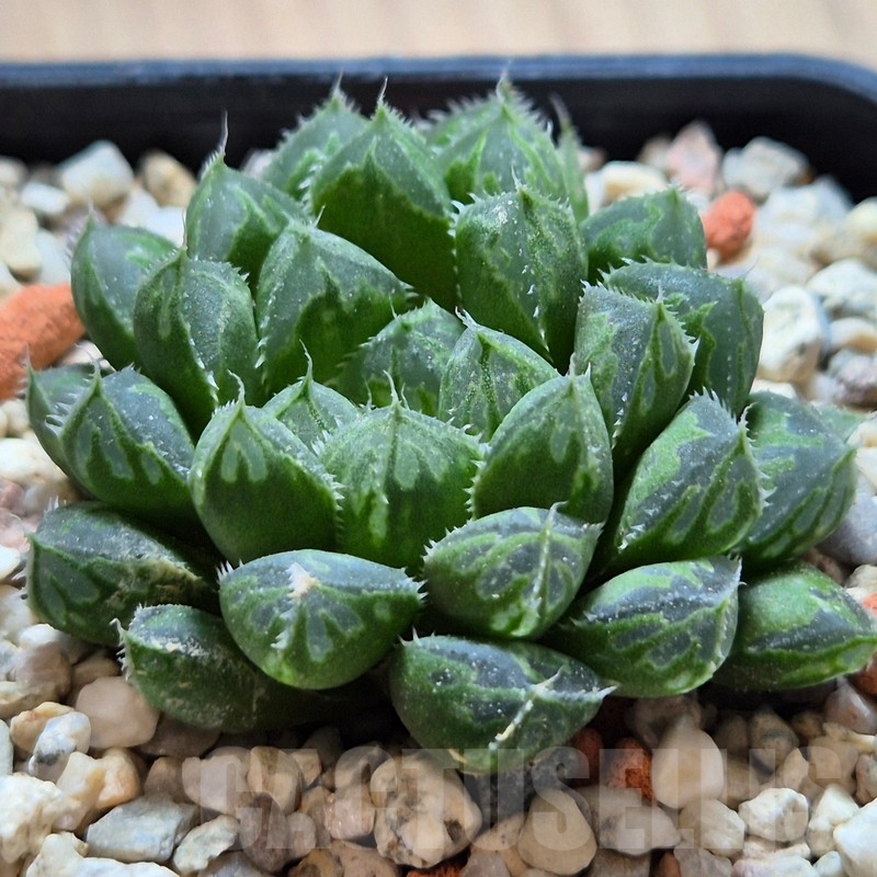 VVG4238 Haworthia cooperi hybrid