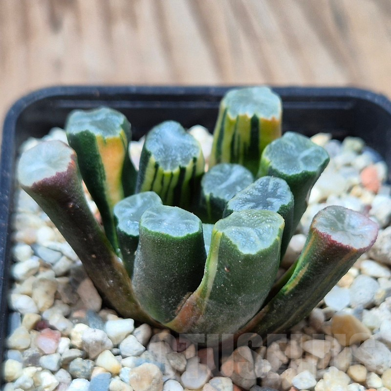VVG4242 Haworthia maughanii -Hiroshi- f.variegata