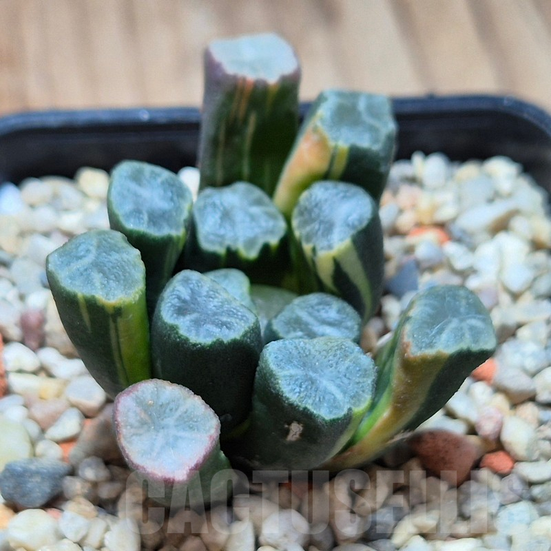 VVG4242 Haworthia maughanii -Hiroshi- f.variegata - Image 2