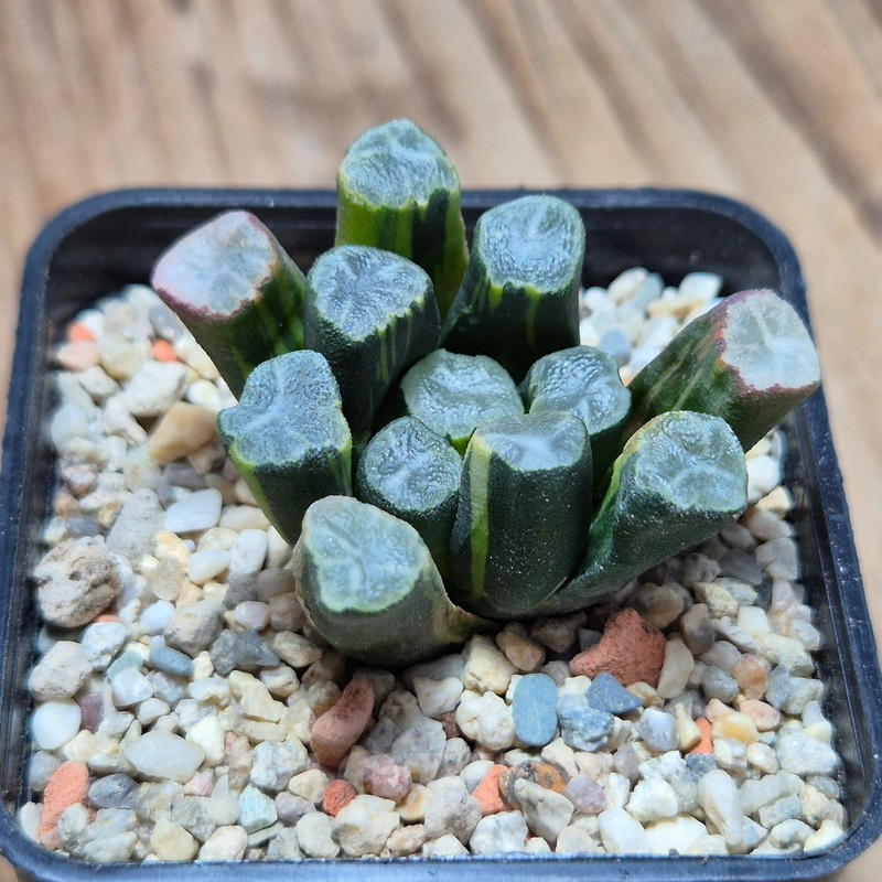VVG4242 Haworthia maughanii -Hiroshi- f.variegata - Image 3