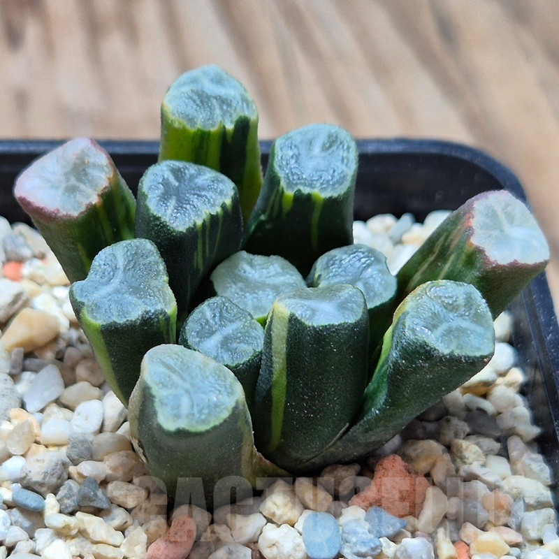VVG4242 Haworthia maughanii -Hiroshi- f.variegata - Image 4