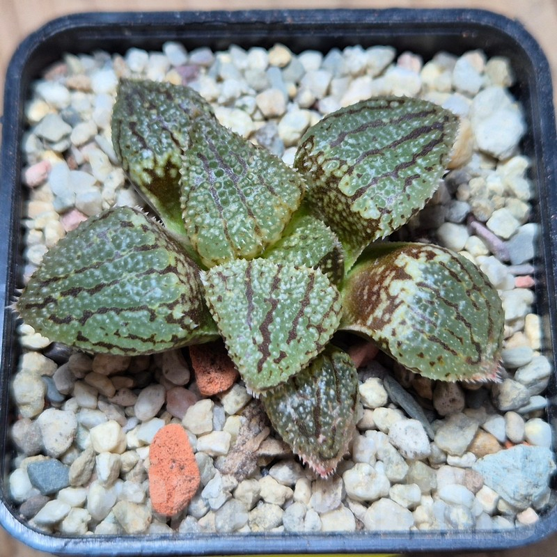 VVG4247 Haworthia picta -Japan- x 'Kegazato' F2