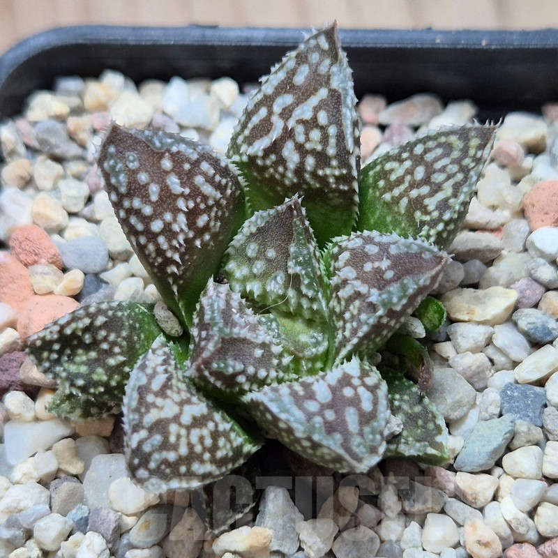 VVG4248 Haworthia 'Kegazato' x 'Black Major' x 'Yulia' hybrid F2