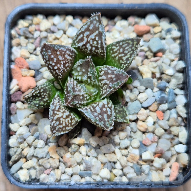 VVG4248 Haworthia 'Kegazato' x 'Black Major' x 'Yulia' hybrid F2 - Obrázek 2