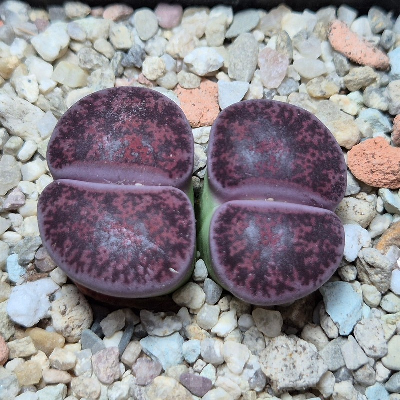 VVG4249 Lithops lesliei 'Red' -Selected form- seedling