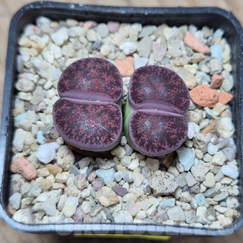 VVG4249 Lithops lesliei 'Red' -Selected form- seedling - immagine 2