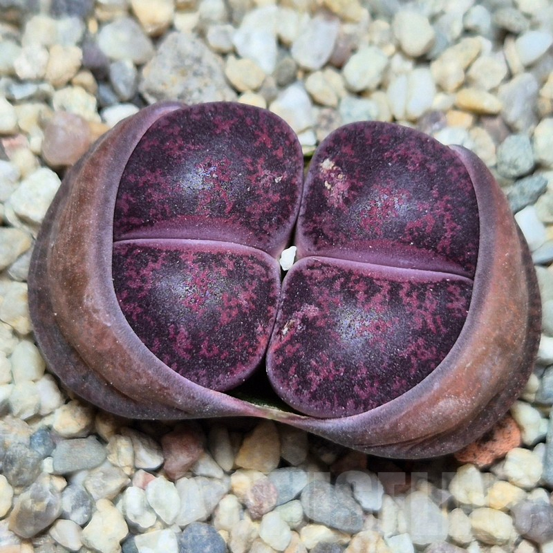 VVG4251 Lithops lesliei 'Red' -Selected form- seedling