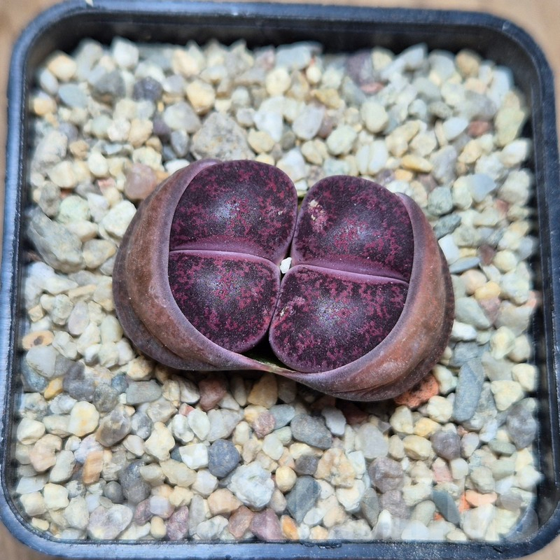 VVG4251 Lithops lesliei 'Red' -Selected form- seedling - immagine 2