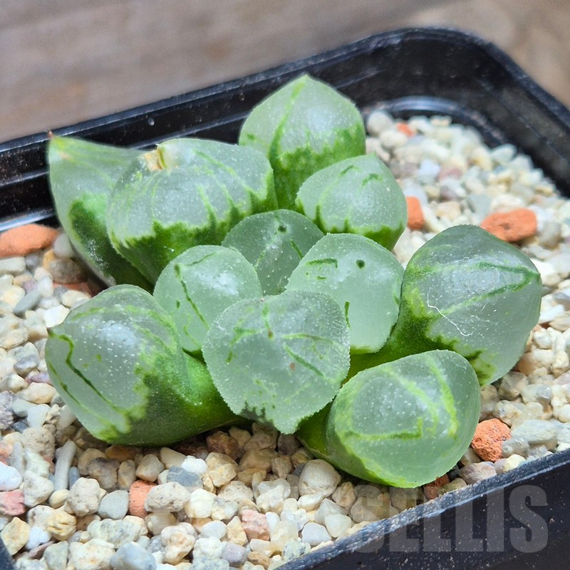 VVG4236 Haworthia comptoniana 'Corn Poppy'