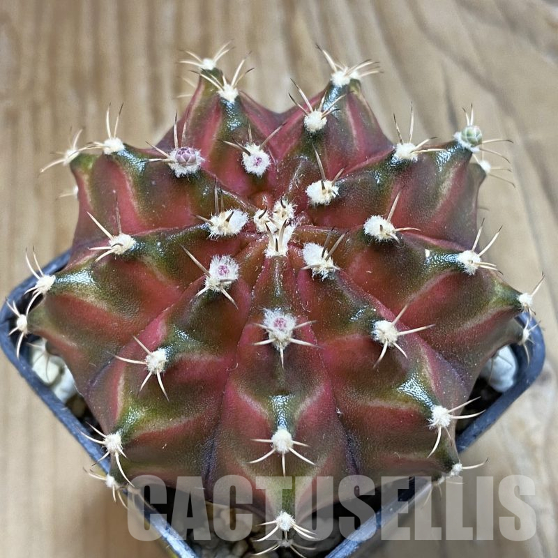 SH14556 Gymnocalycium mihanovichii ‘Neon’ hybrid, seedling