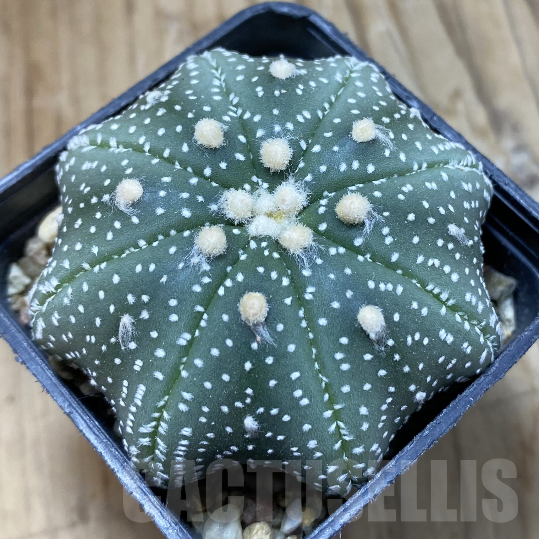 SH14563 Astrophytum asterias ‘Star Shape’
