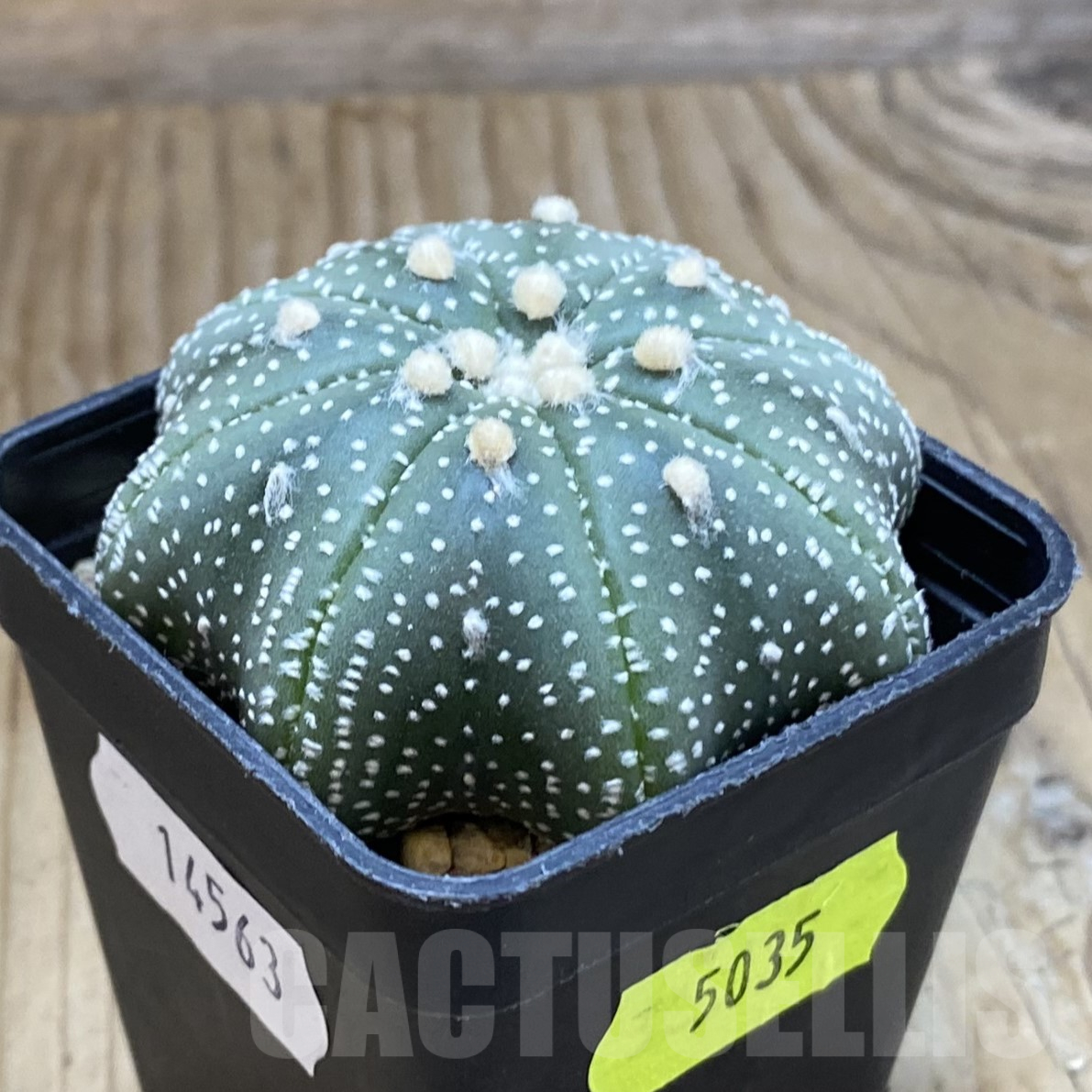 SH14563 Astrophytum asterias ‘Star Shape’ - Image 2