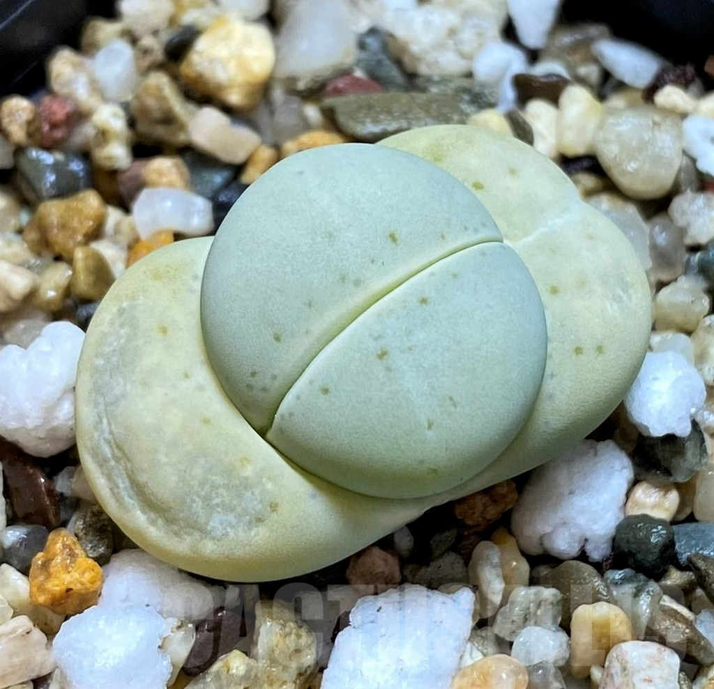 SH3940 Dinteranthus vanzylii