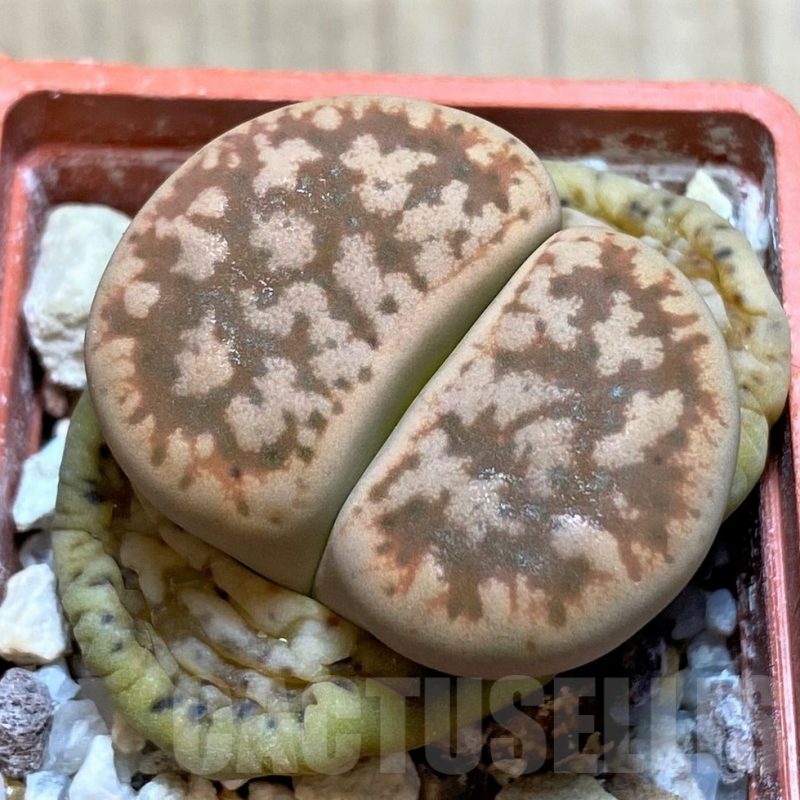 SH3959 Lithops gesinae