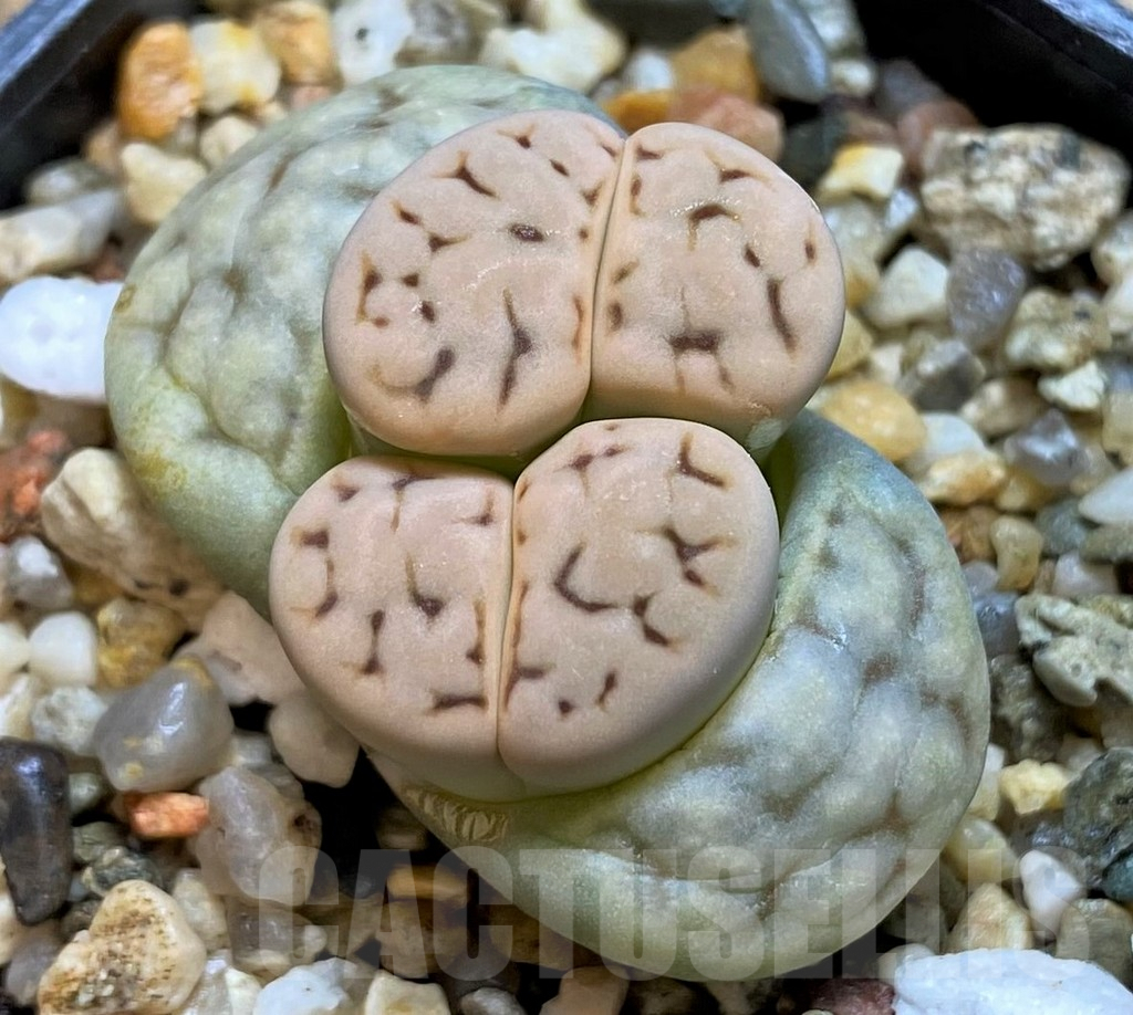 SH3944 Lithops erniana