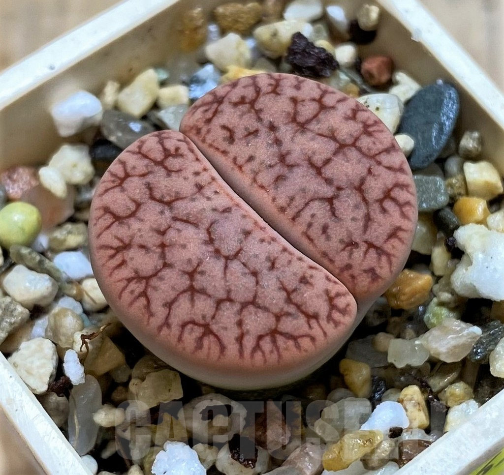 SH3967 Lithops gracilidelineata v. brandbergensis