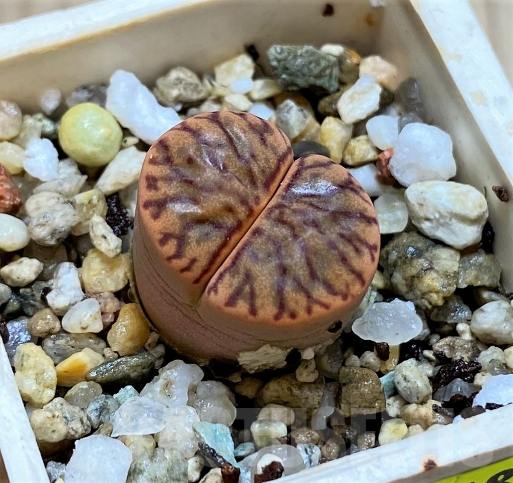 SH3968 Lithops bromfieldii 'Red Coral'