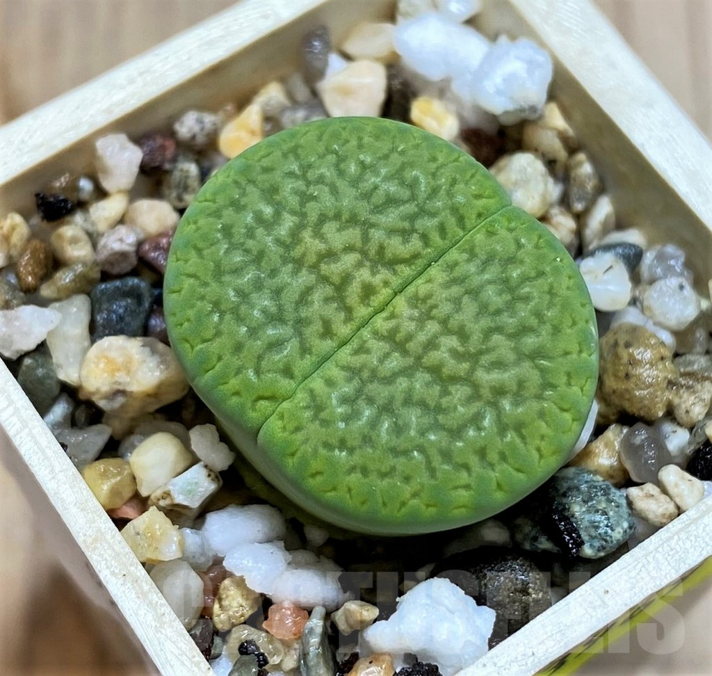 SHPR3969 Lithops hookeri 'Annarosa'