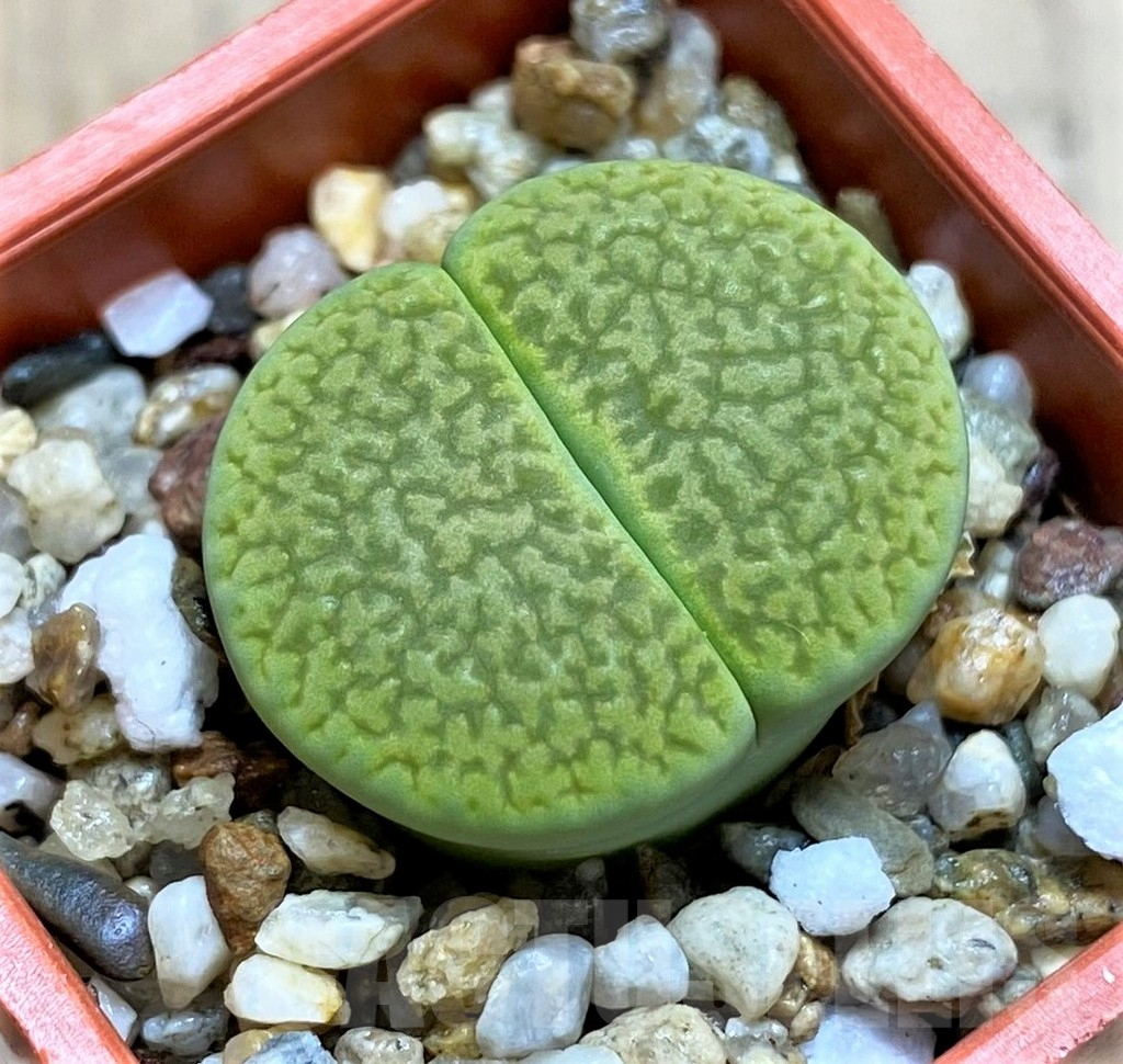 SHPR3970 Lithops hookeri 'Annarosa'