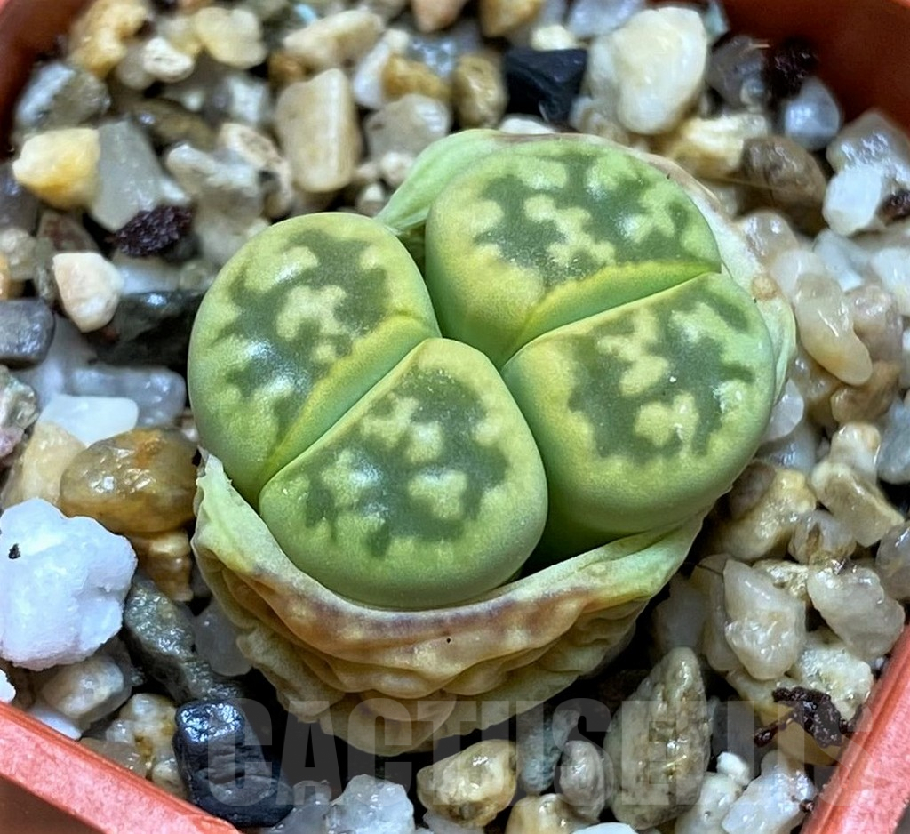 SH3971 Lithops bella 'Green vermilion'