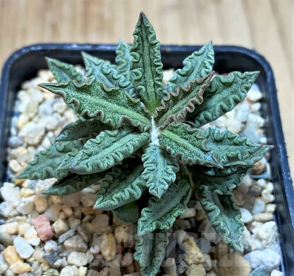 SH3919 Euphorbia tulearensis