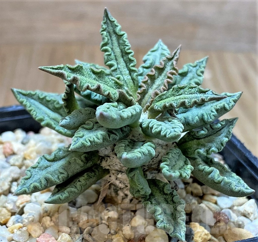 SH3919 Euphorbia tulearensis - Image 2