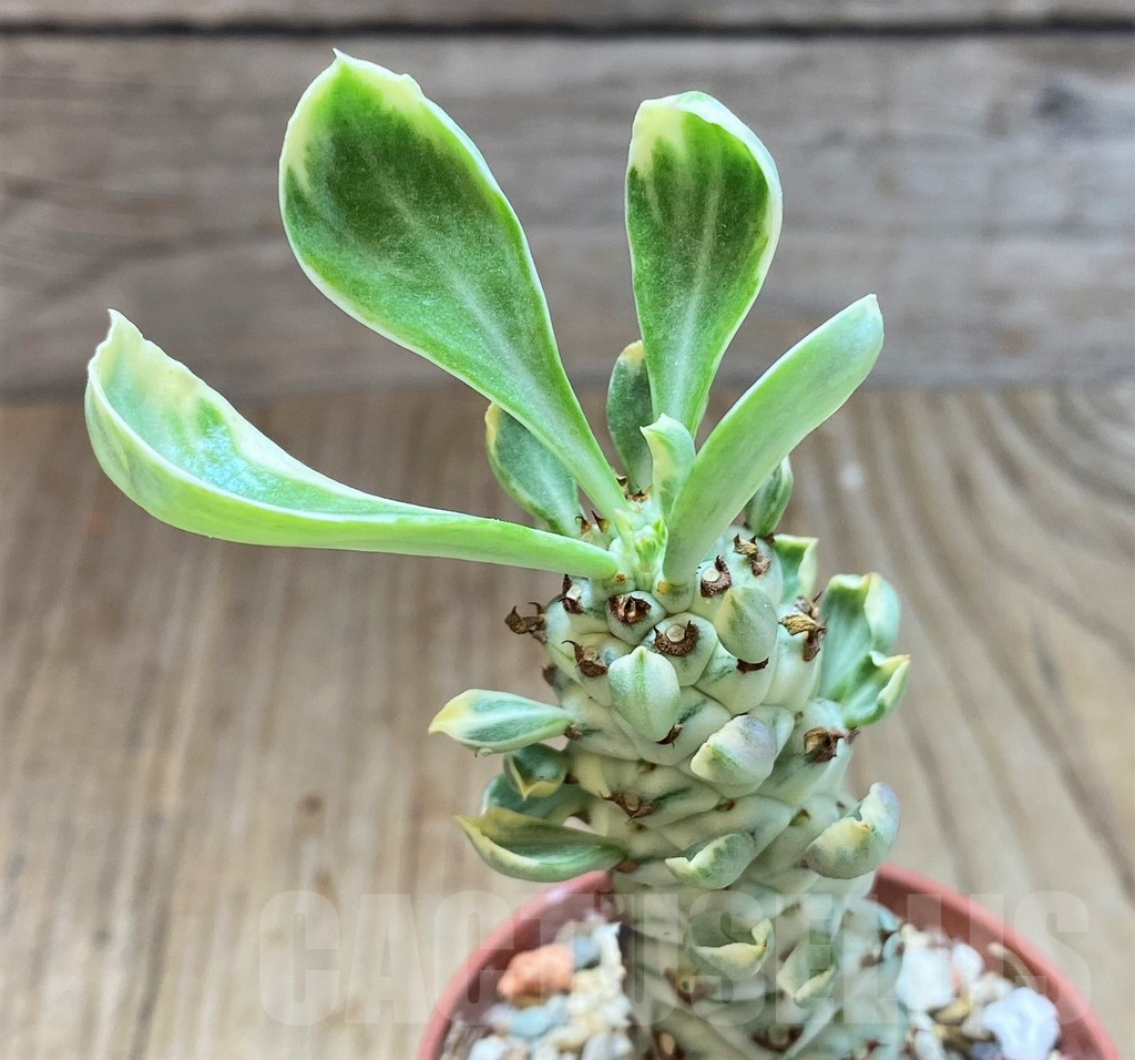 SH3977 Monadenium stapelioides f. variegata