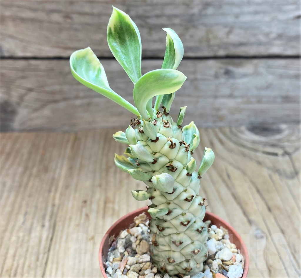 SH3977 Monadenium stapelioides f. variegata – Bild 2