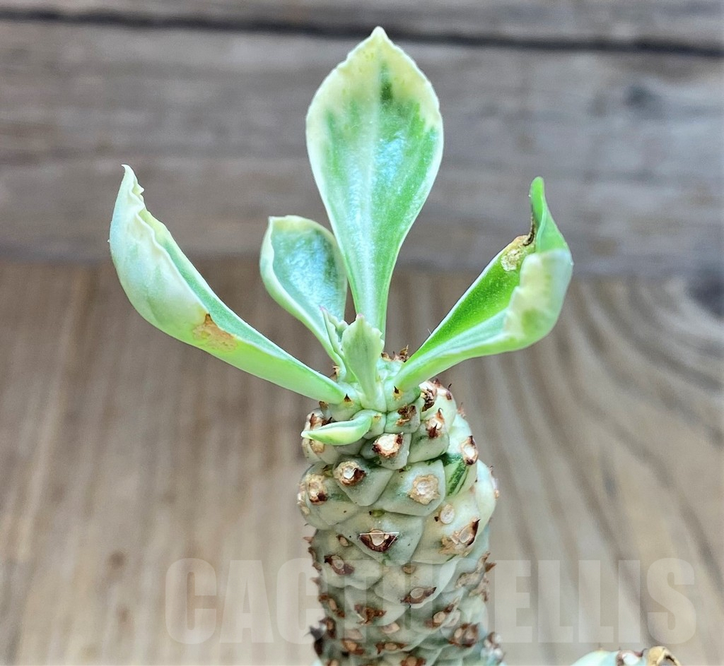 SH3978 Monadenium stapelioides f. variegata
