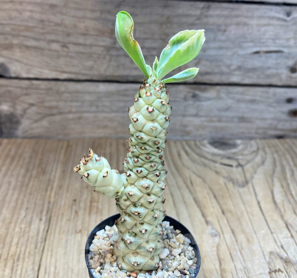 SH3978 Monadenium stapelioides f. variegata - Image 2