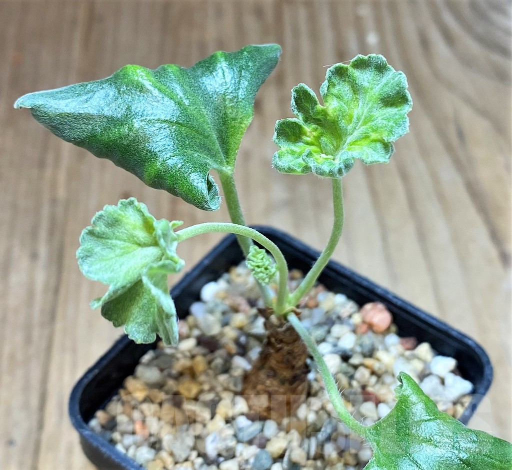 SH3979 Pelargonium crassicaule -Luberitz, Namibia-