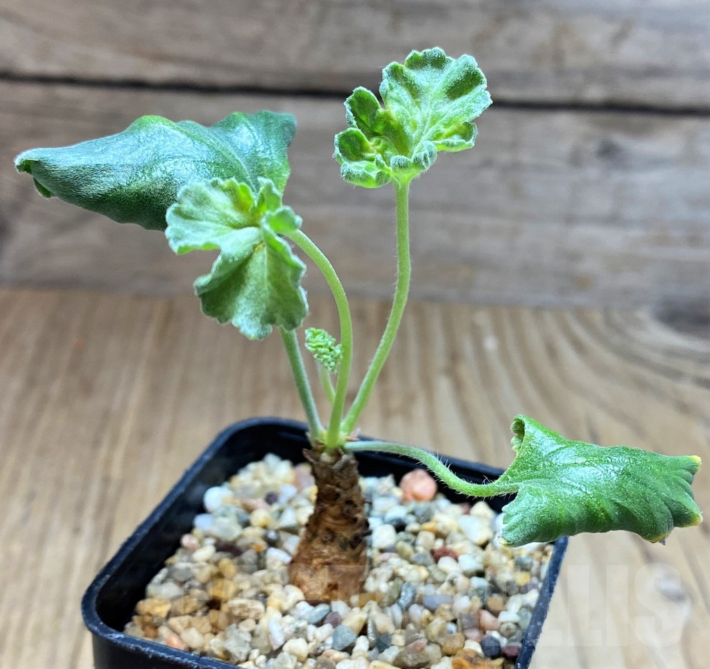 SH3979 Pelargonium crassicaule -Luberitz, Namibia- – Image 2