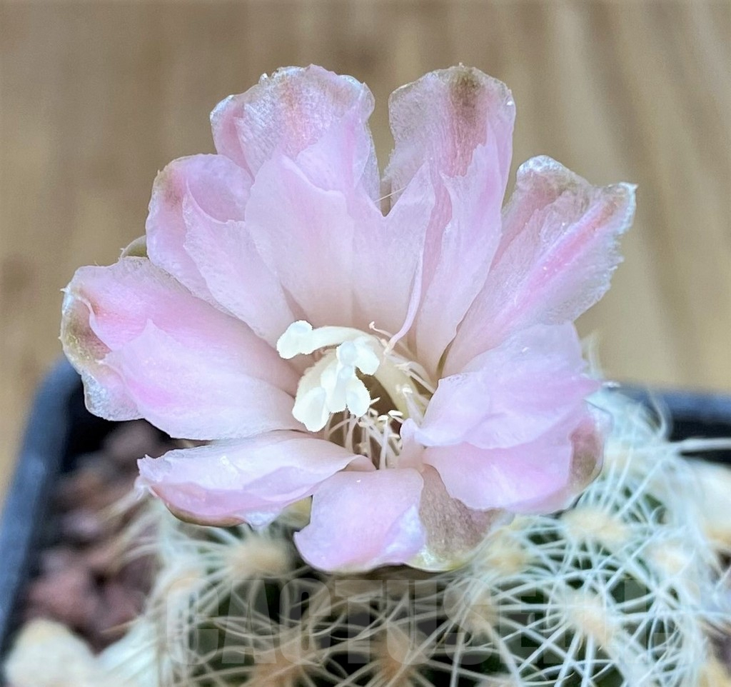 SH3976 Gymnocalycium bruchii