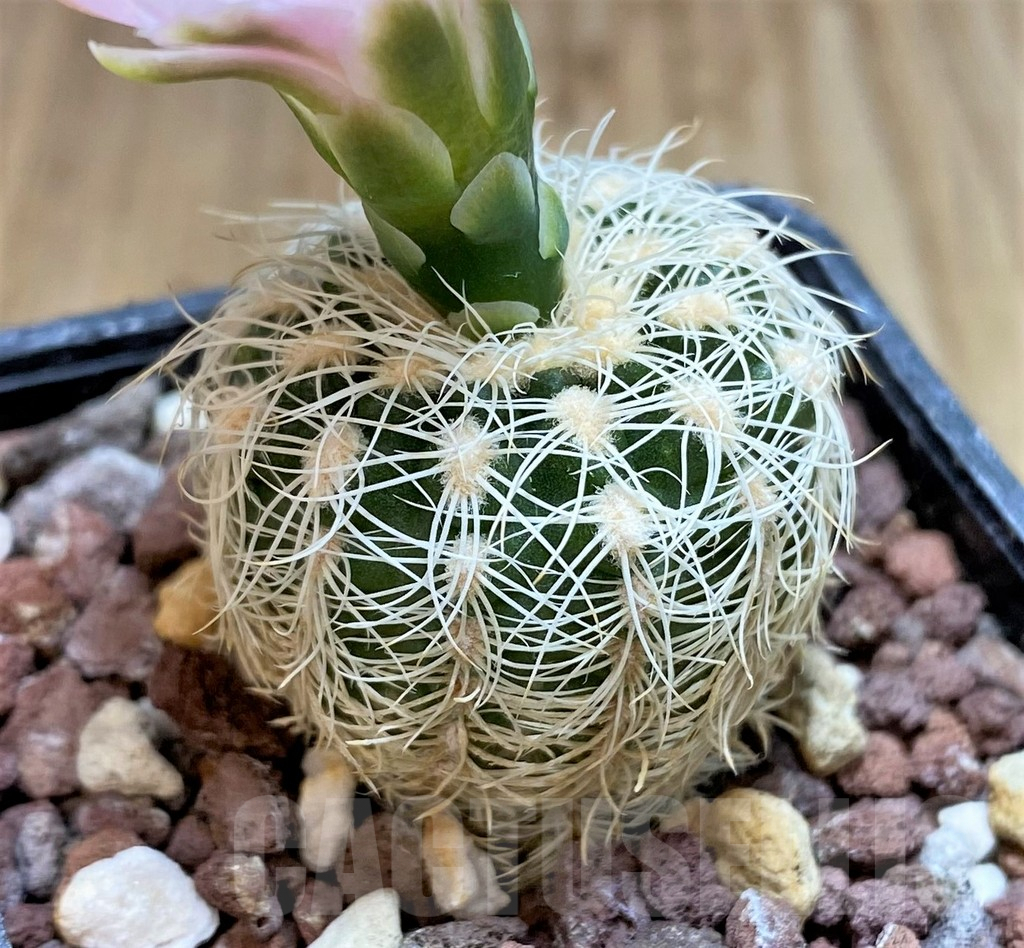 SH3976 Gymnocalycium bruchii - Image 2