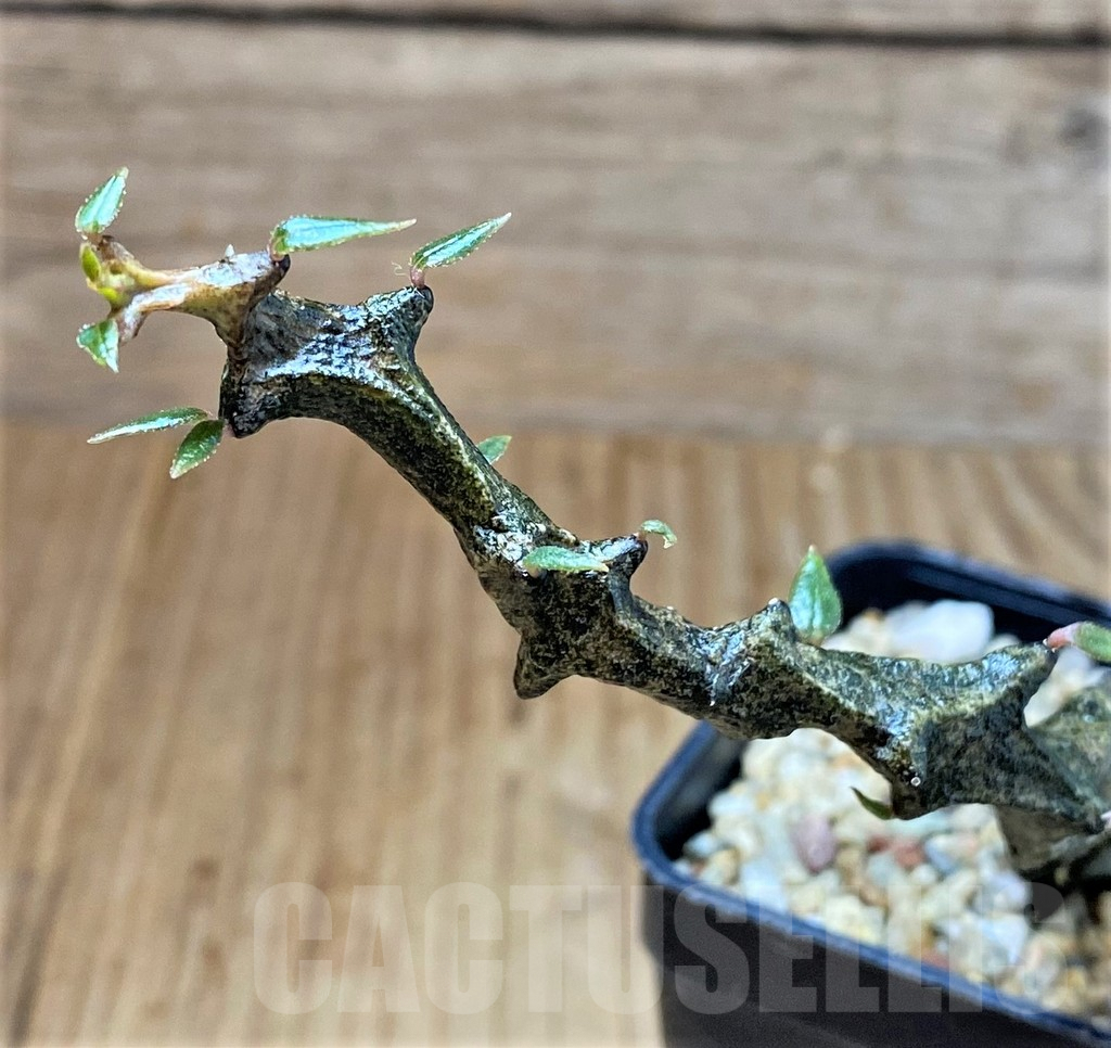 SH3984 Ceropegia bosseri