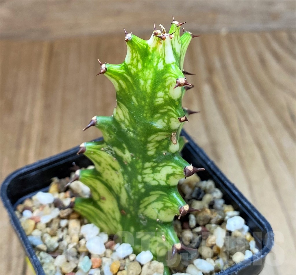 SH4020 Euphorbia trigona f. variegata