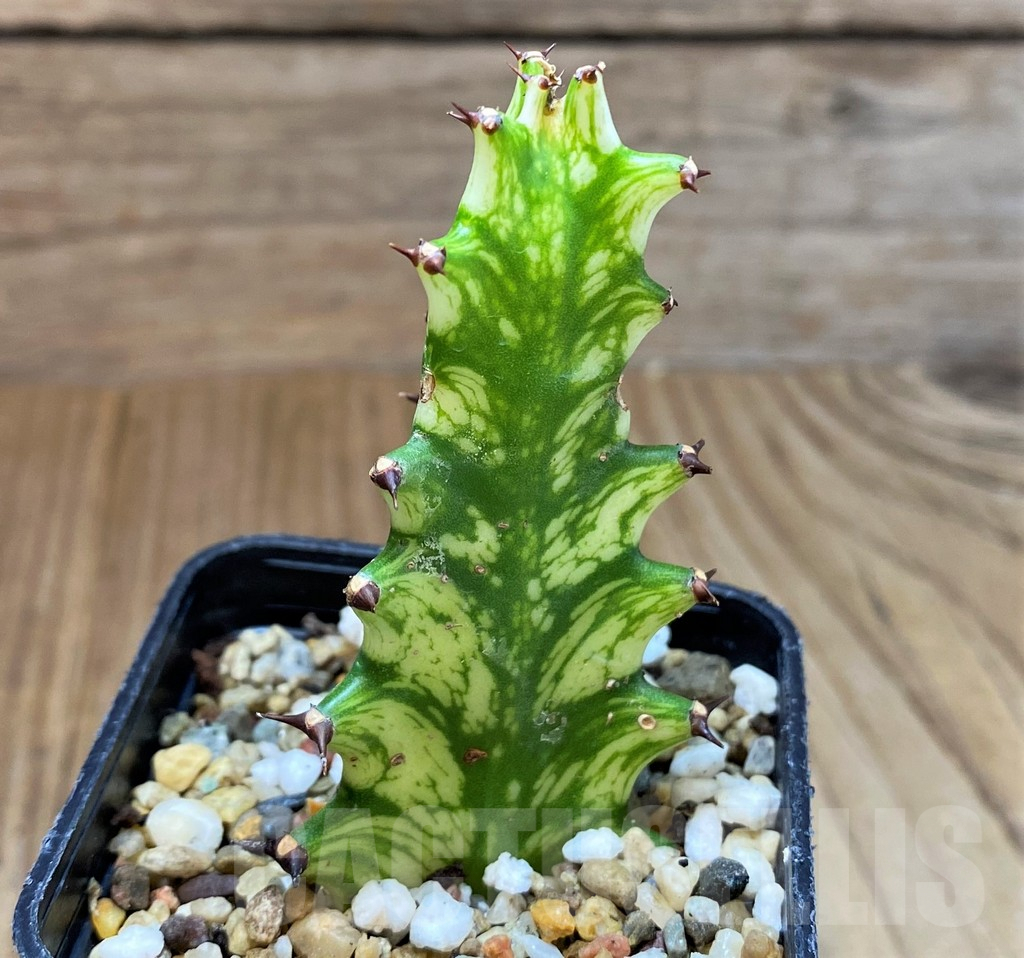 SH4020 Euphorbia trigona f. variegata - 画像 (2)