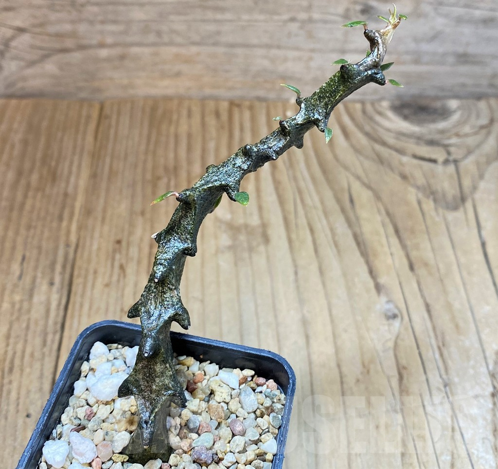 SH3984 Ceropegia bosseri - immagine 2